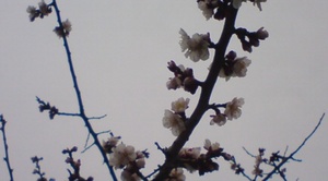 20110506112821.jpg