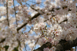さくら.JPG
