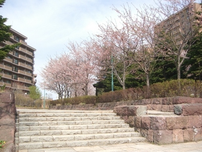 S桜1.JPG